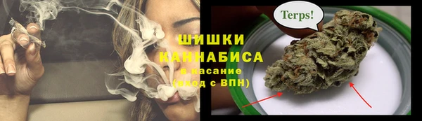 прущие грибы Новозыбков