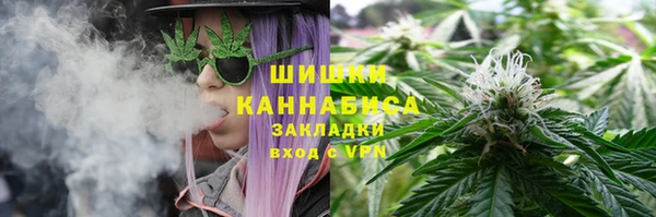 прущие грибы Новозыбков
